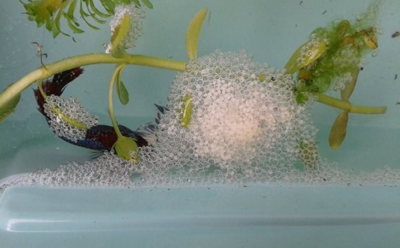 Can you breeding Betta fish?