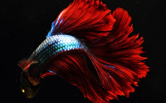 Where are Betta fish found?