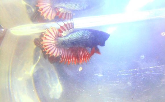 AquaBid Betta fish