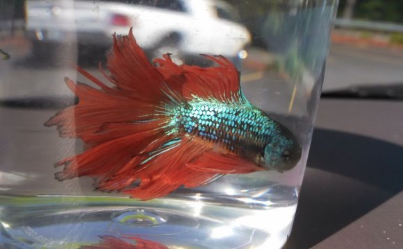 Betta fish Housing