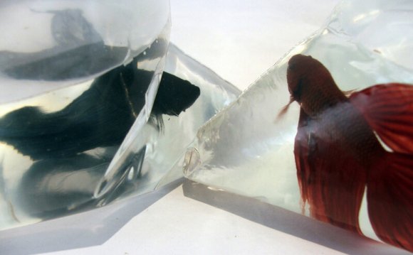 Where do Betta fish originate from?